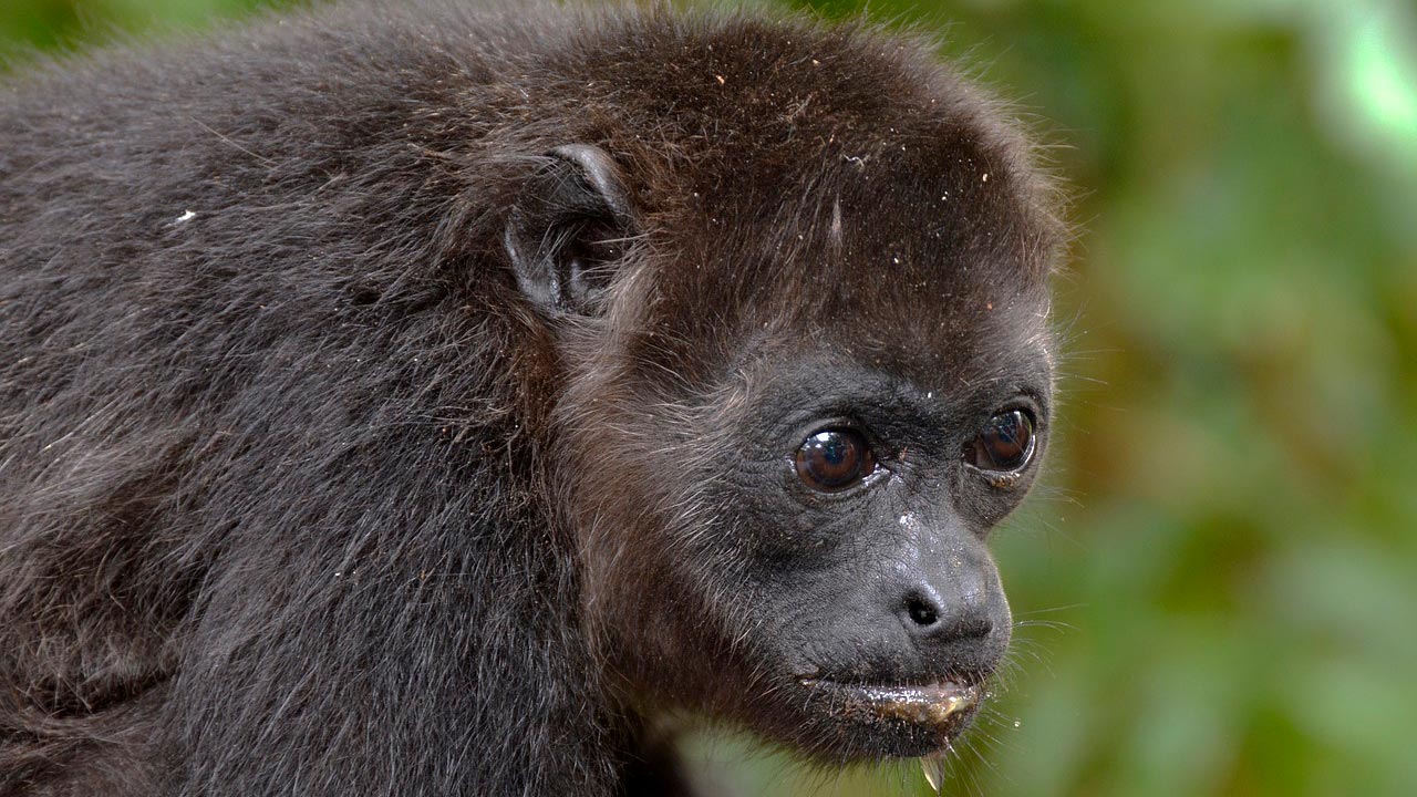 El Mono Congo, bullicioso y encantador